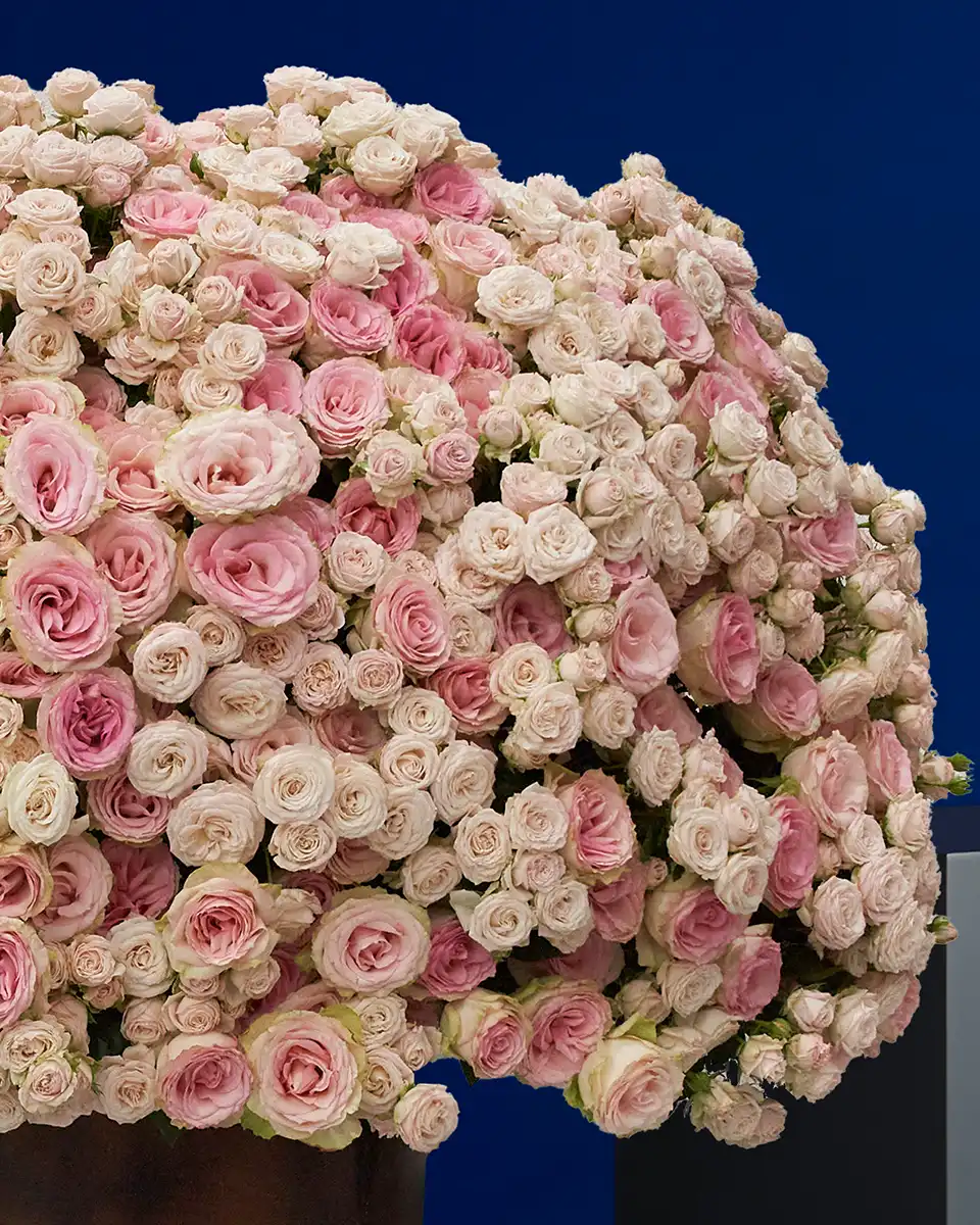 Pink Rose Royale Left Pink Rose Royale Left