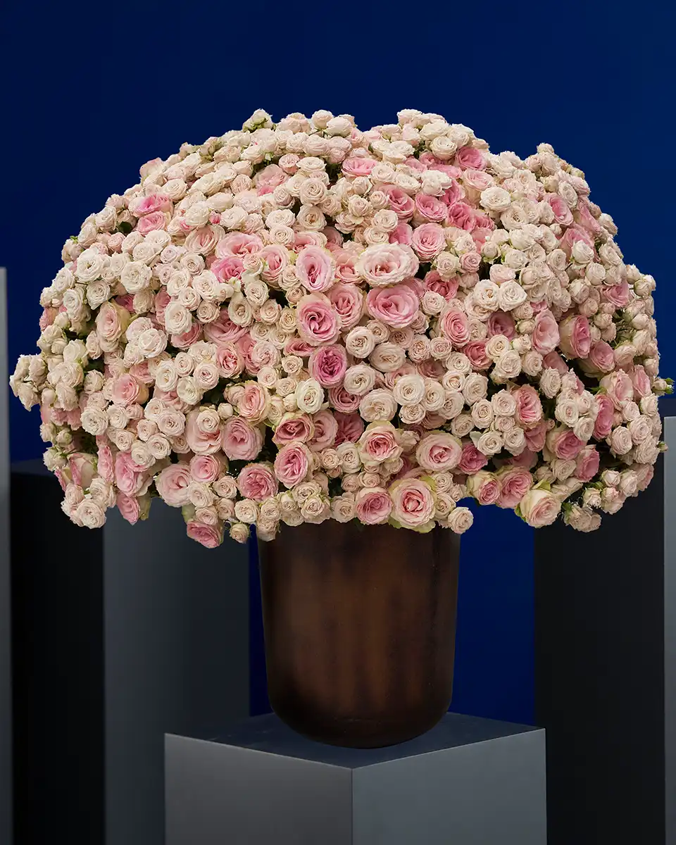 Pink Rose Royale Pink Rose Royale
