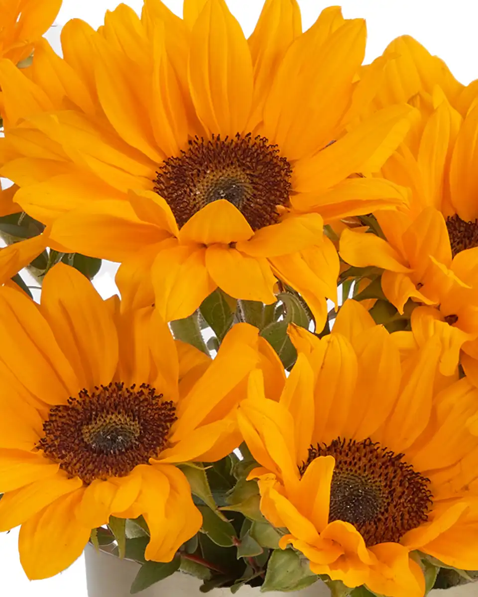 YOU'RE MY SUNSHINE Details3 YOU'RE MY SUNSHINE Details3