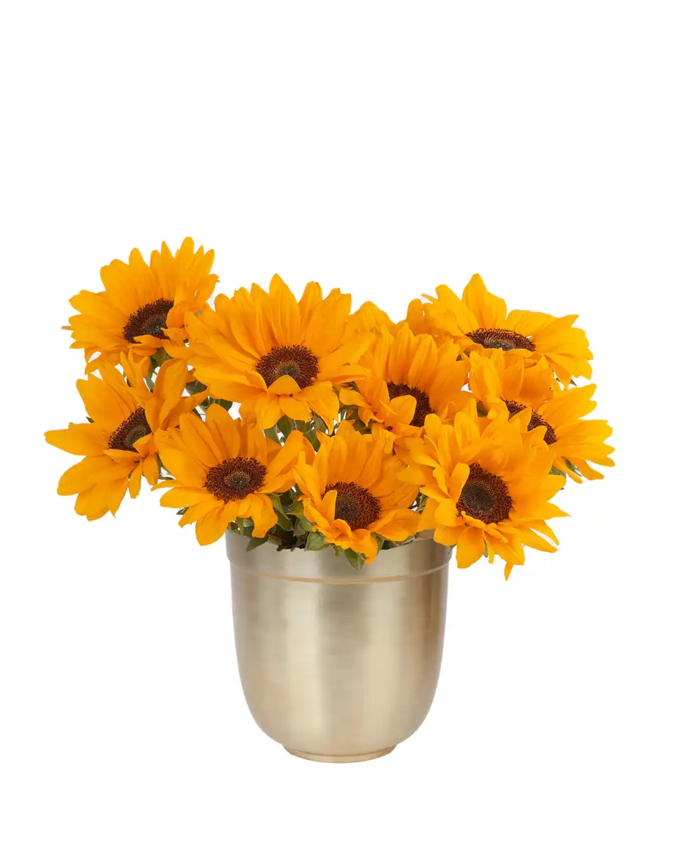 YOU'RE MY SUNSHINE YOU'RE MY SUNSHINE