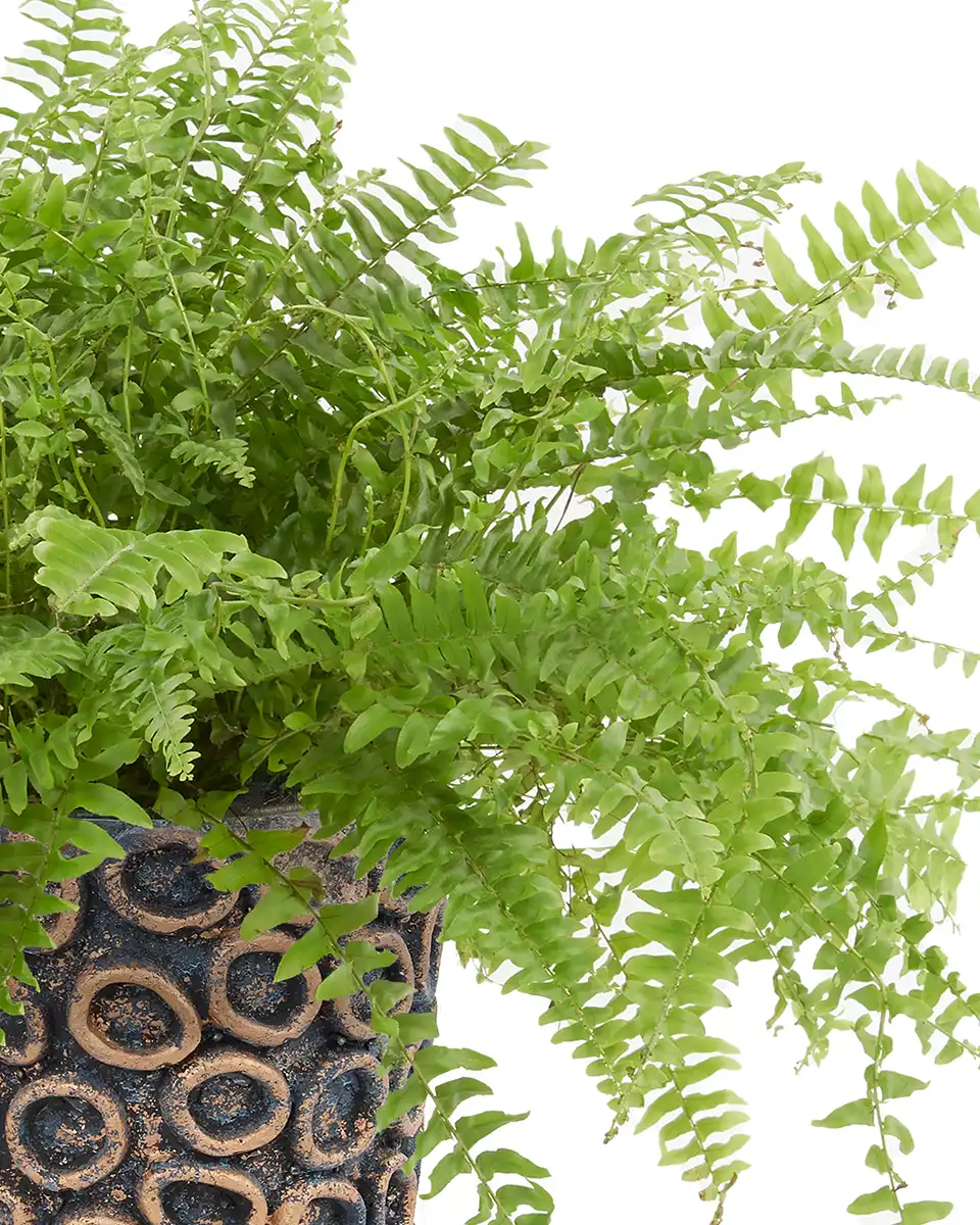 Rainforest Details Rainforest Details