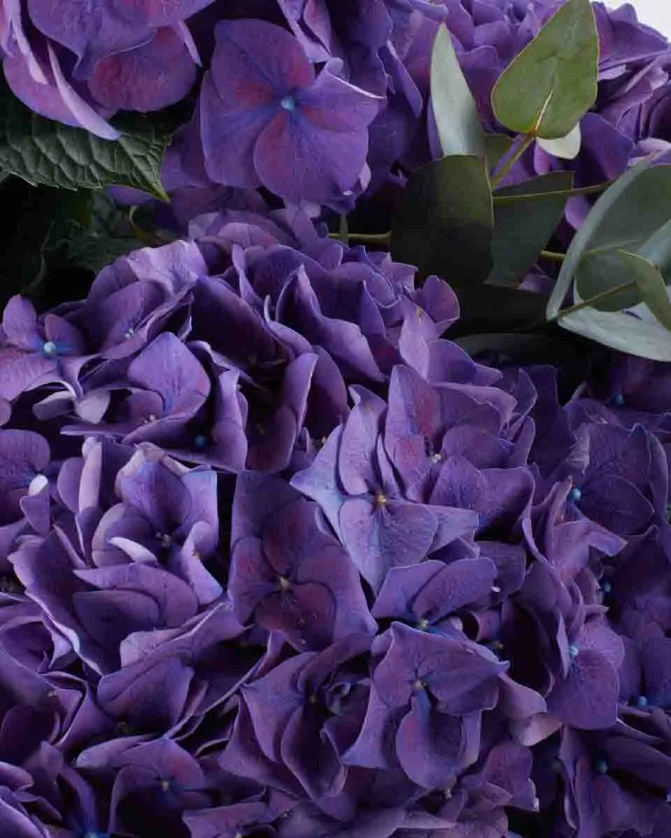 DEEP PURPLE HYDRANGEA IMPRESSIVE JUNE 9 2023 2 DEEP PURPLE HYDRANGEA IMPRESSIVE JUNE 9 2023 2