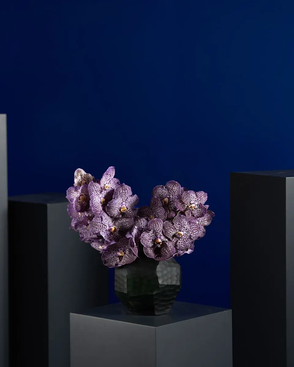 Exquisite Vanda VANDA JEFF NEW ARR Exquisite Vanda VANDA JEFF NEW ARR