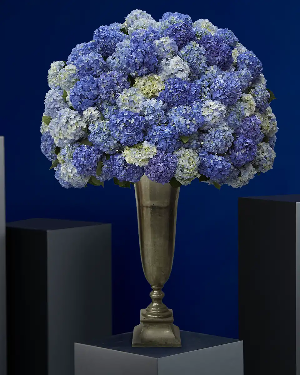 Blue Royalty Blue Royalty