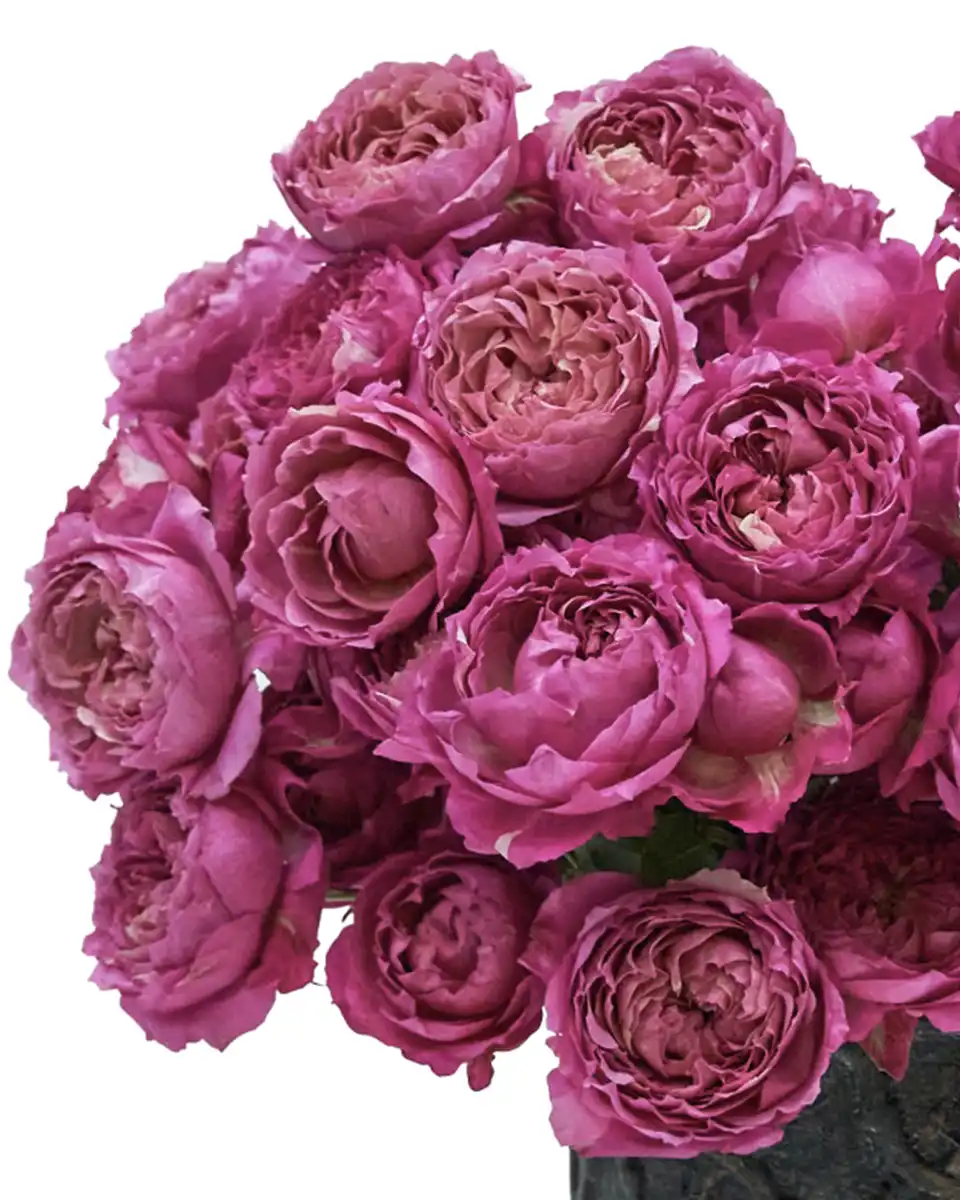 Hello Cerise Details 2026 2 Hello Cerise Details 2026 2