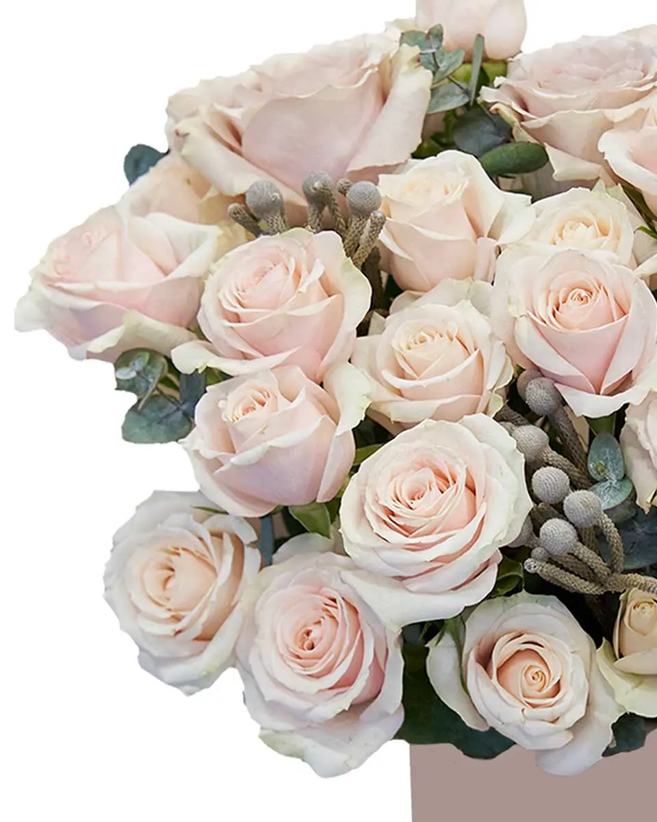 Hey Marianne 1 Reshoot Hey Marianne 1 Reshoot