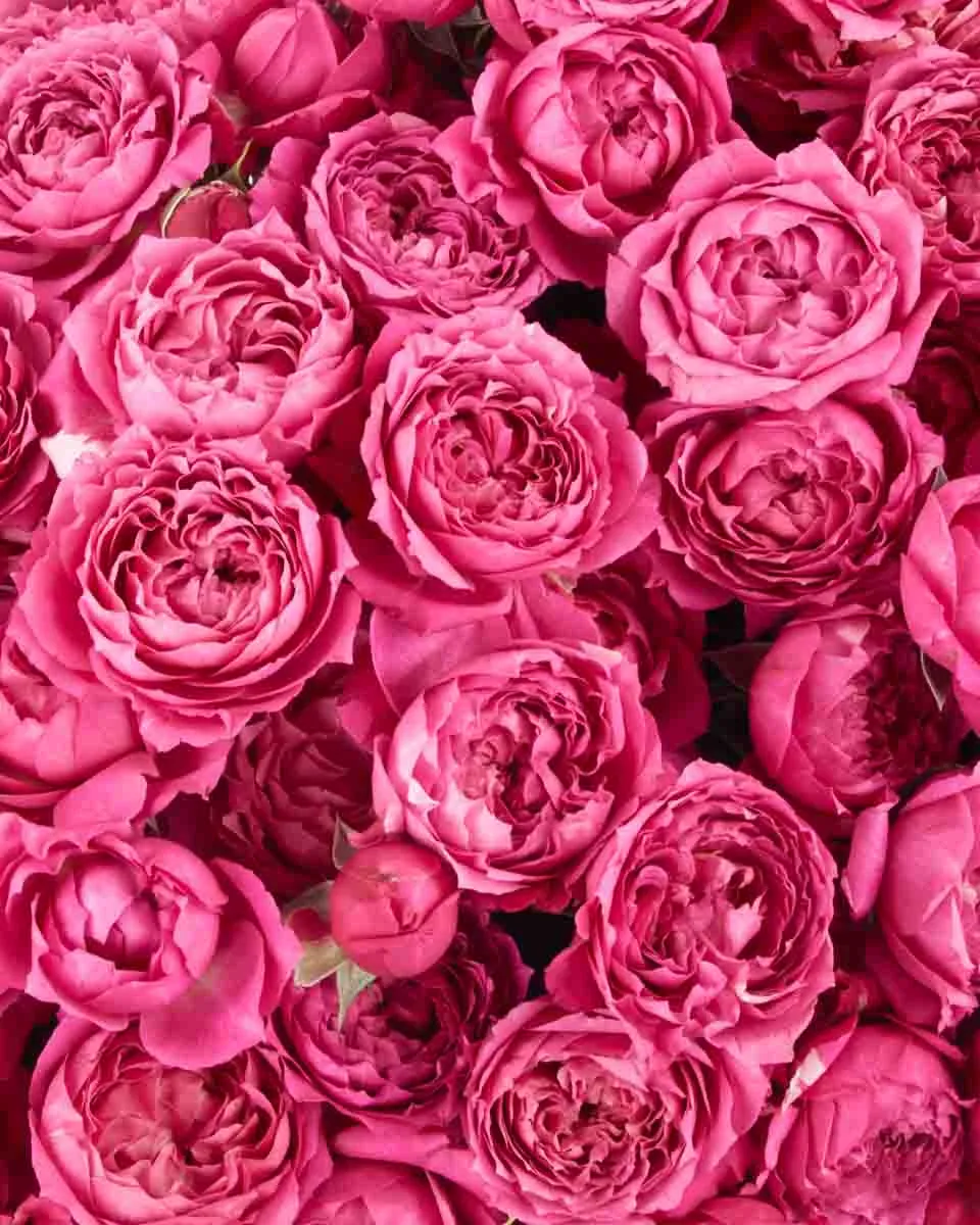 Julieta Cerise JUNE 16 2023 1 Julieta Cerise JUNE 16 2023 1