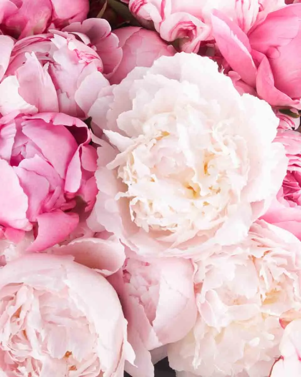 MEGA PEONY ONE SIZE JUNE 13 2023 1 MEGA PEONY ONE SIZE JUNE 13 2023 1