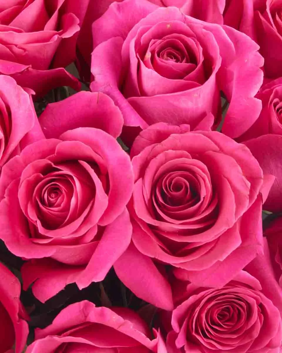 Madame Cerise impressive JUNE 12 2023 2 Madame Cerise impressive JUNE 12 2023 2