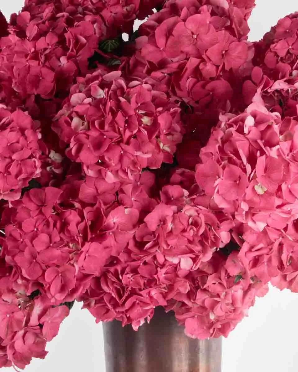 candy love 1 1 candy love 1 1