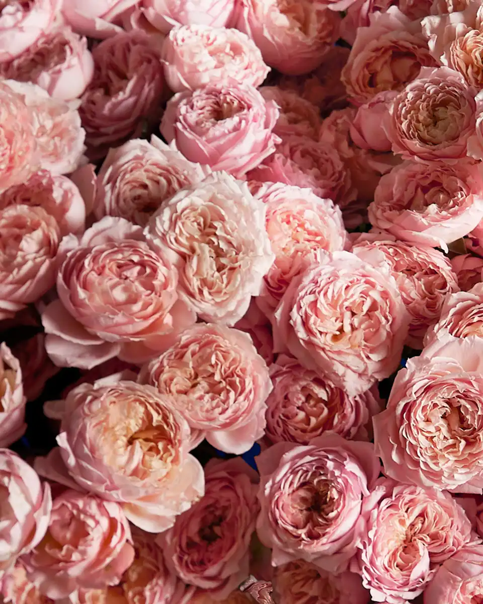 MESMERIZING JULIETA 2 2025 MESMERIZING JULIETA 2 2025