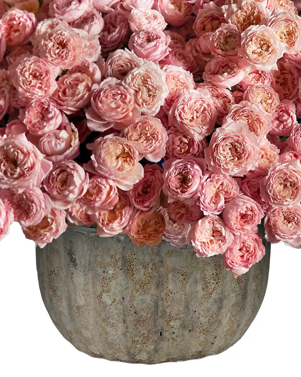 MESMERIZING JULIETA 1 2025 White MESMERIZING JULIETA 1 2025 White