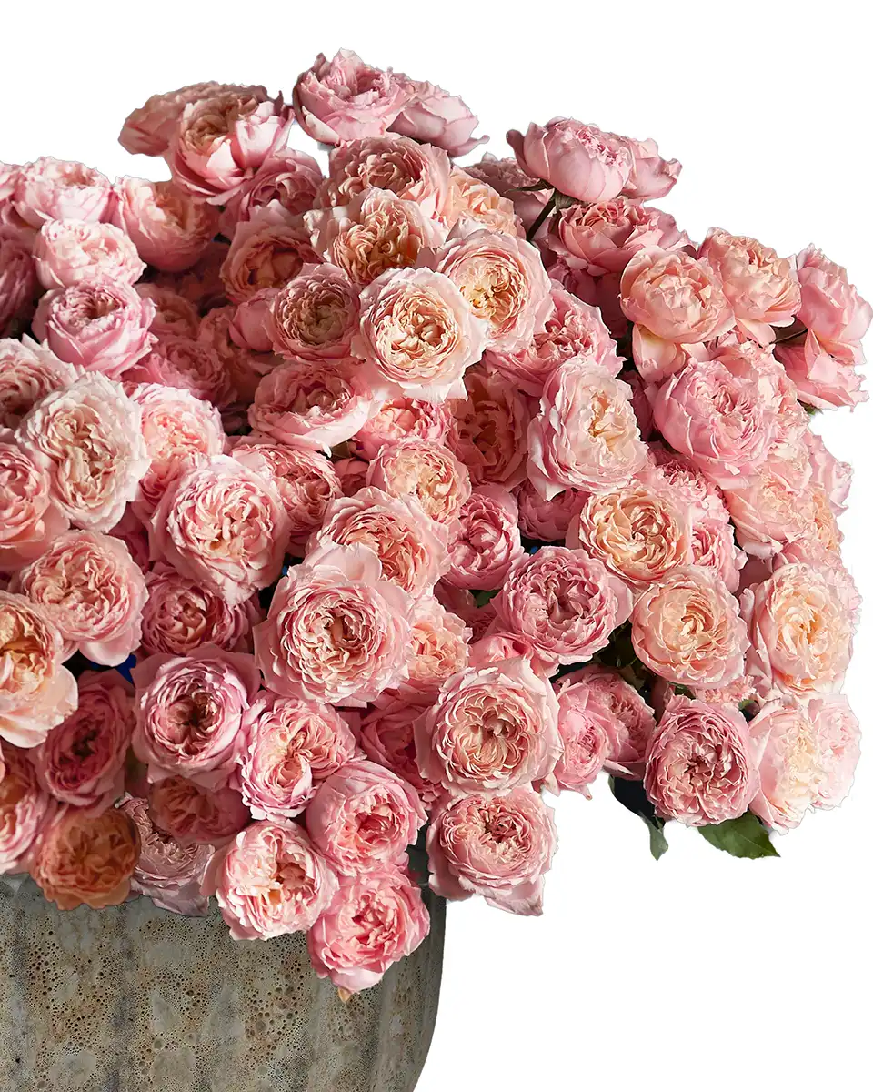 MESMERIZING JULIETA 3 2025 White MESMERIZING JULIETA 3 2025 White