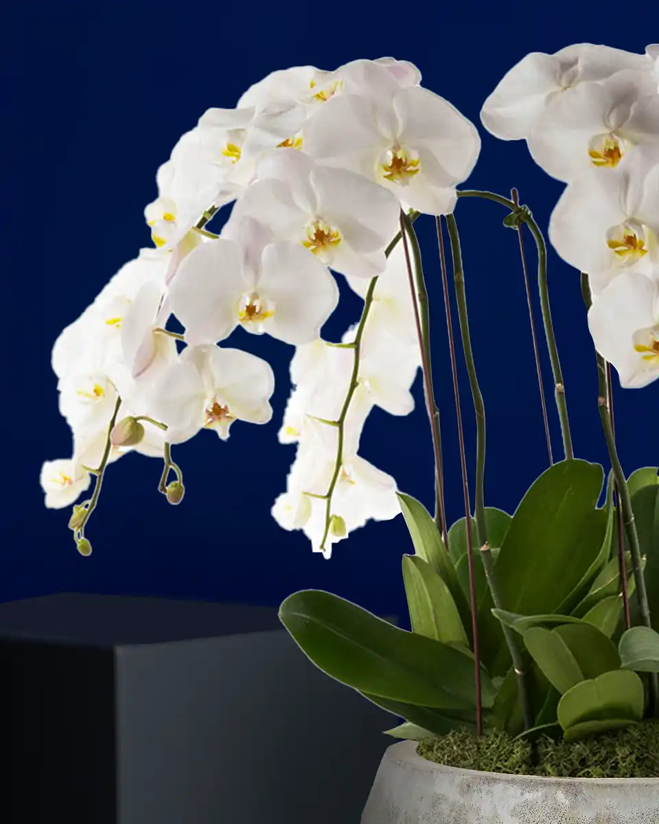 Timeless Details Edited 3 Sep Timeless Details Edited 3 Sep