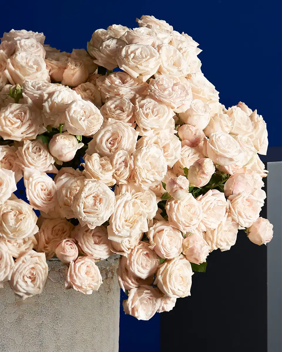 Bombastic Mania 20 Oct 2025 Details Oval Bombastic Mania 20 Oct 2025 Details Oval