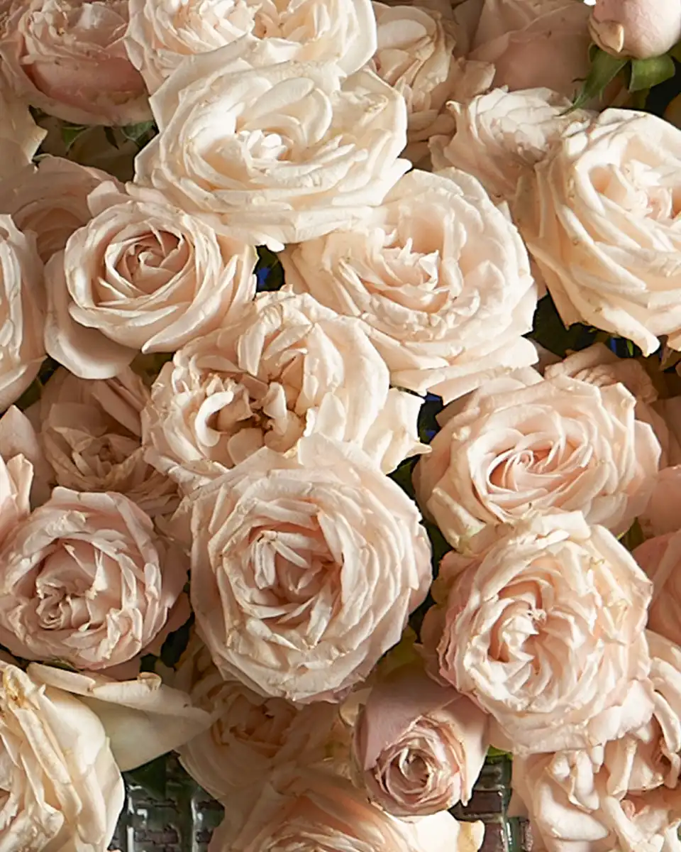 Fantastic Bombastic Close Fantastic Bombastic Close