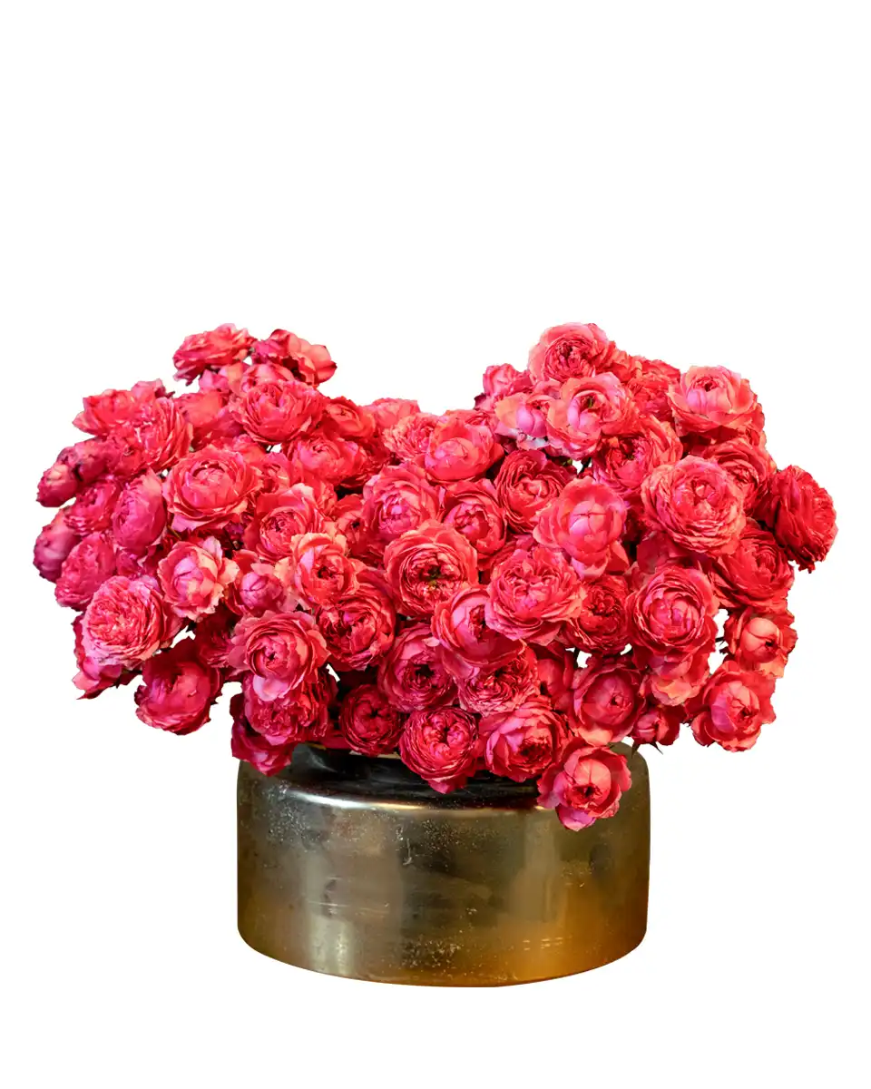 Mega Raspberry ReShoot2026 Mega Raspberry ReShoot2026