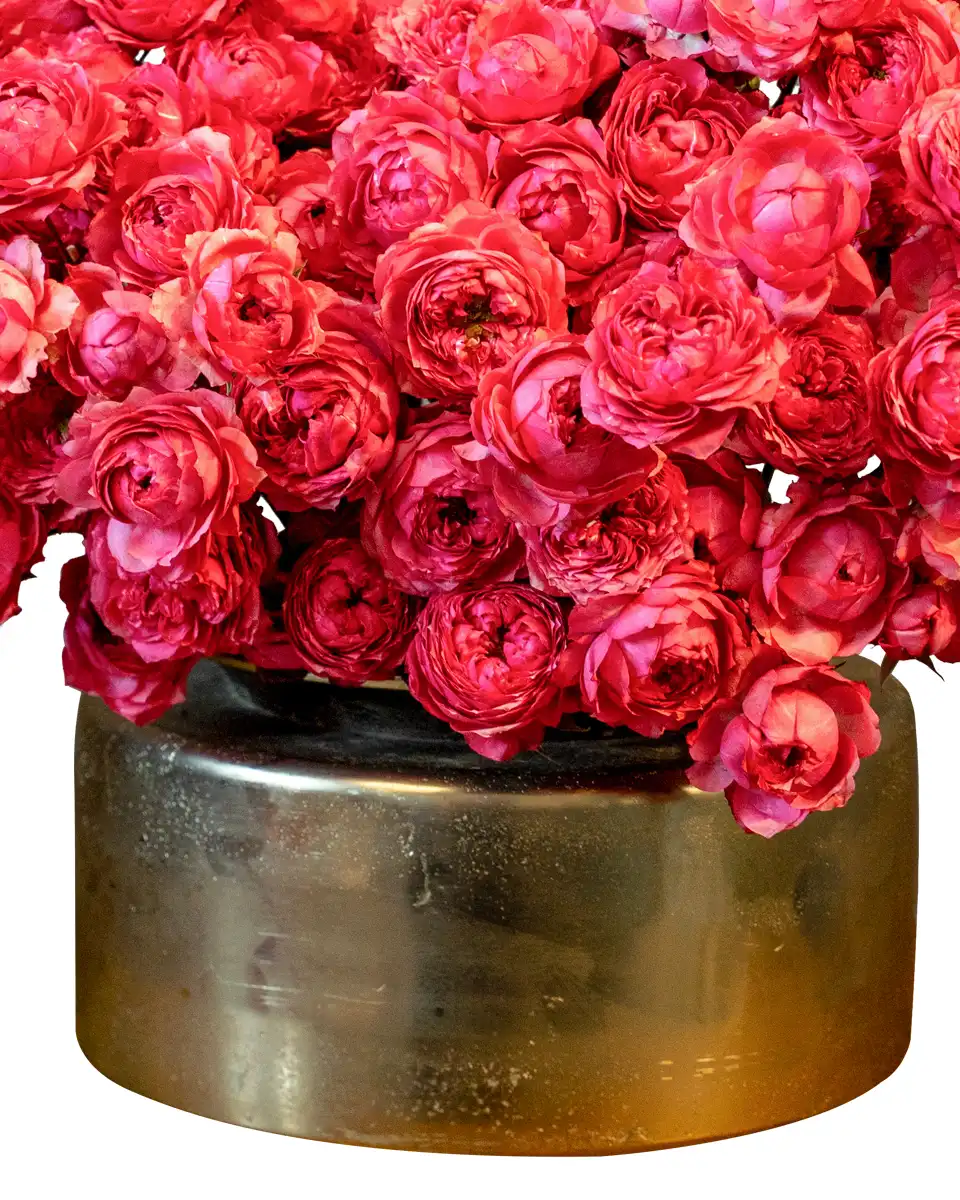 Mega Raspberry ReShoot4 Mega Raspberry ReShoot4