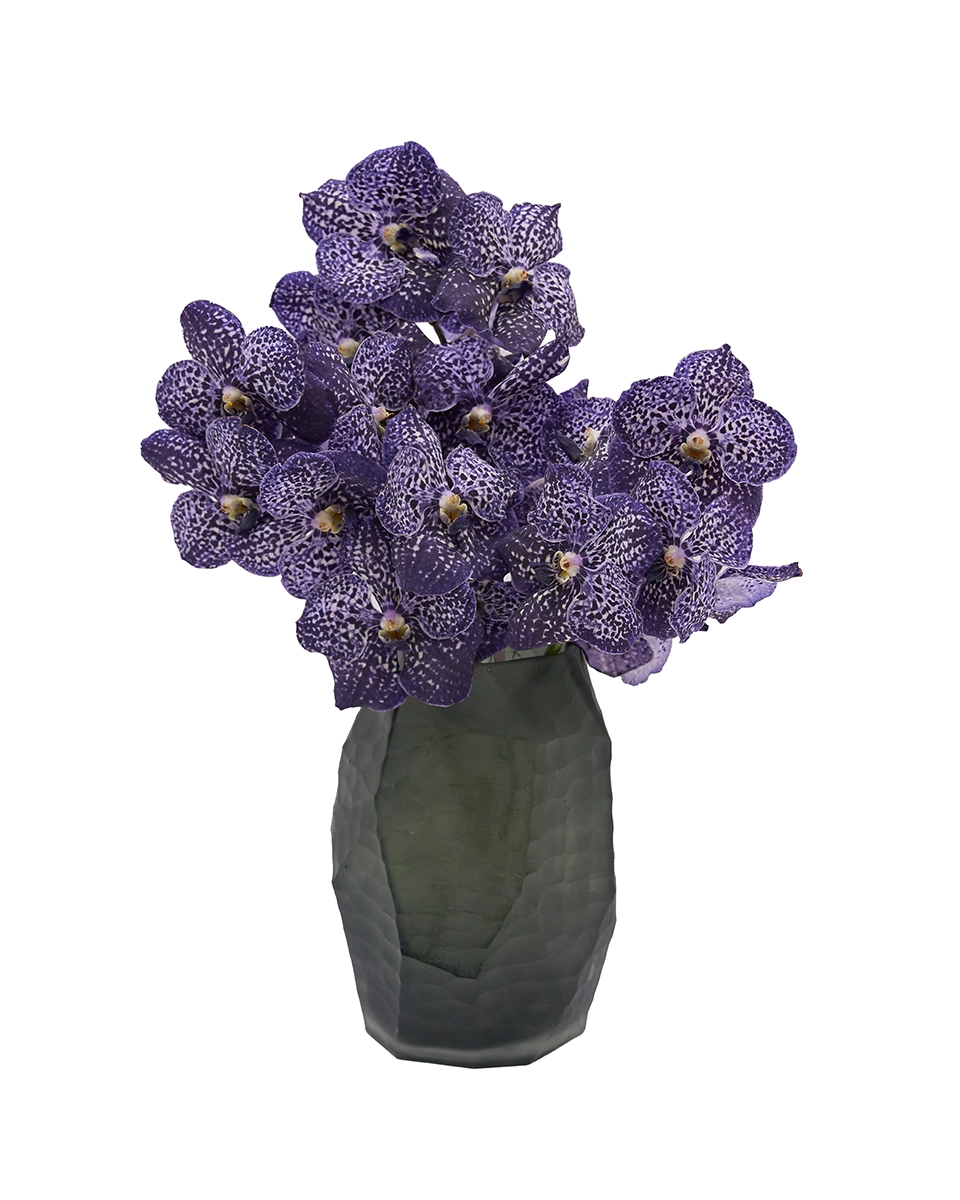 Vanda Delight Vanda Delight