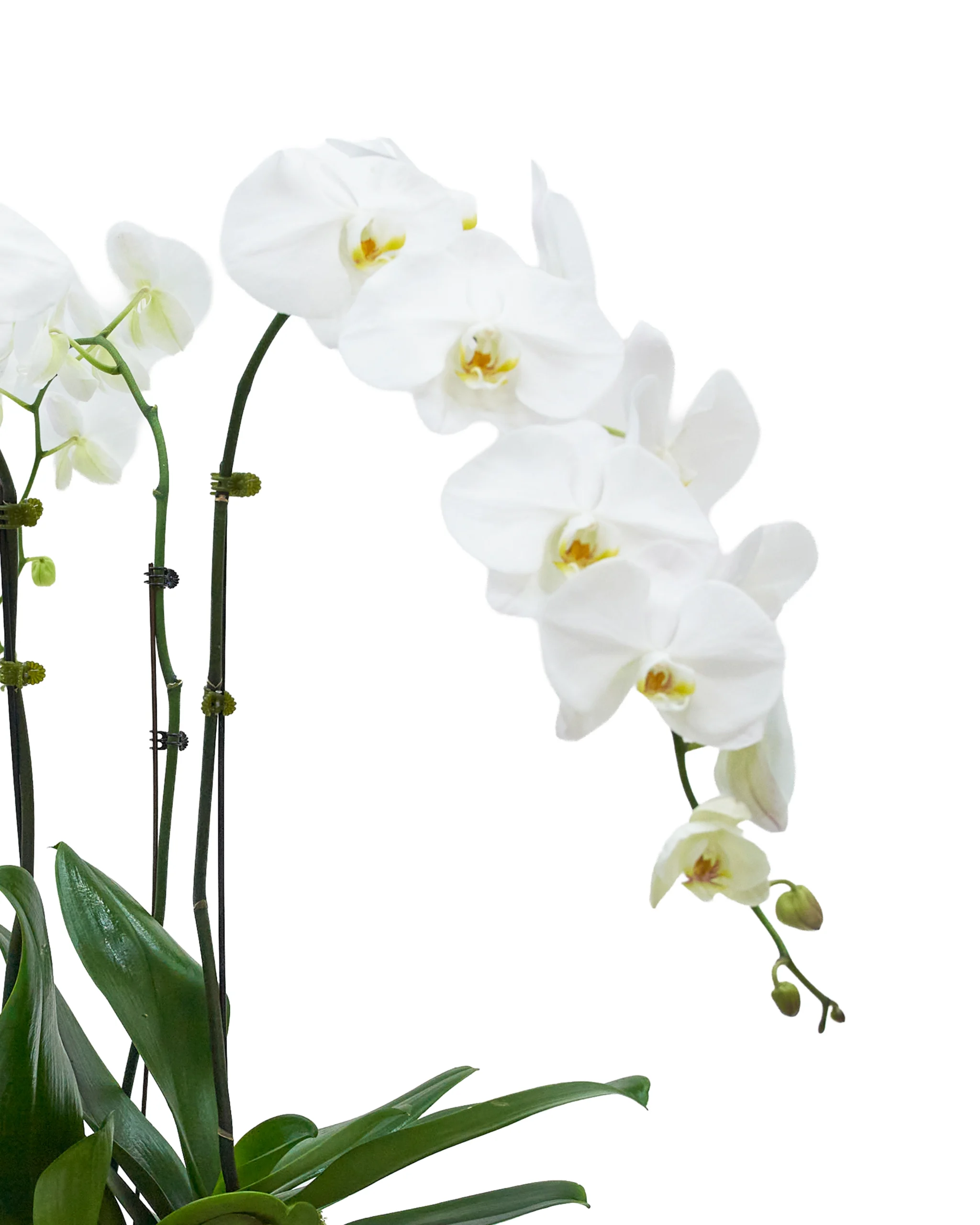 Trio White Reshoot2 Trio White Reshoot2