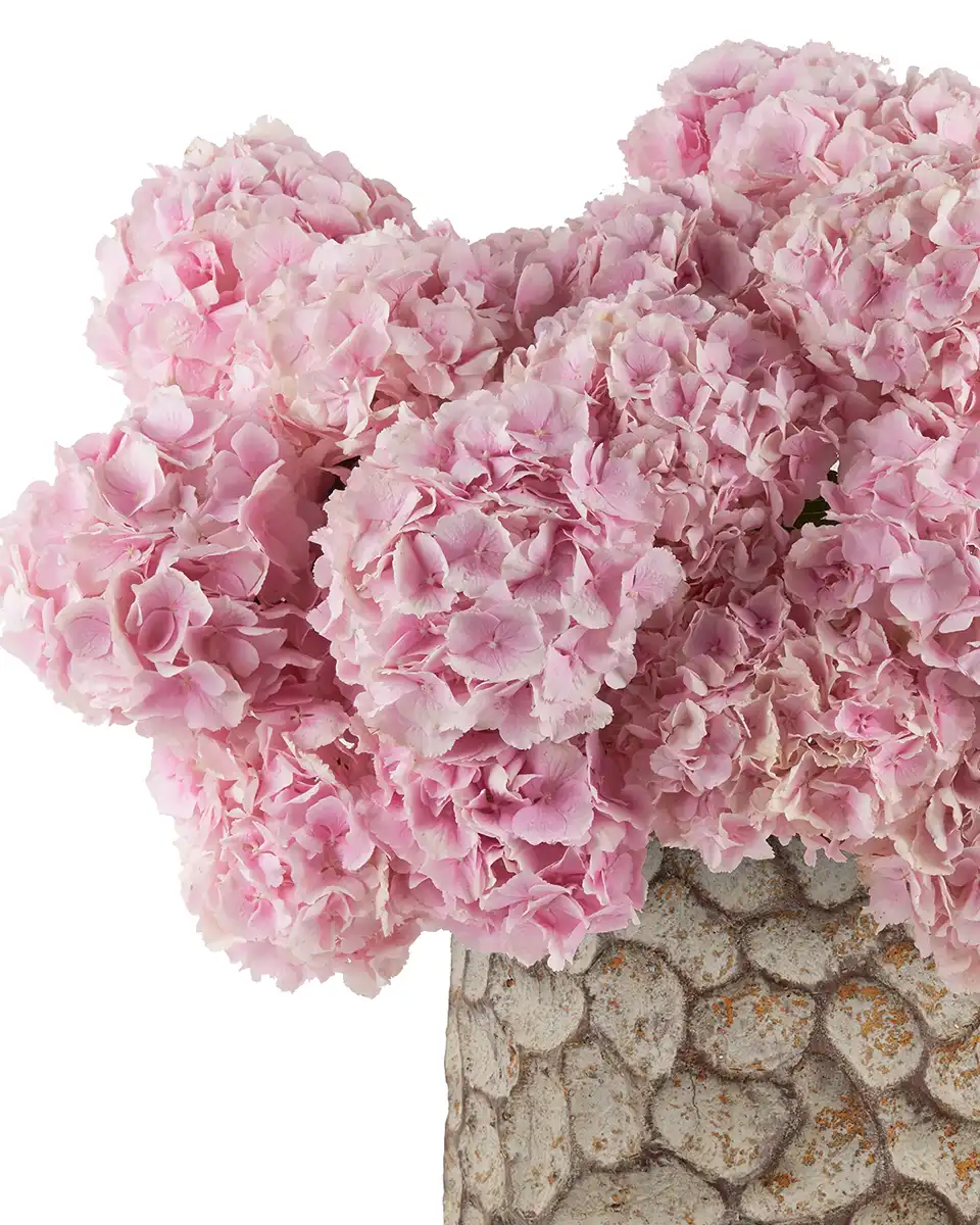 Very Pink 2026 Details Very Pink 2026 Details