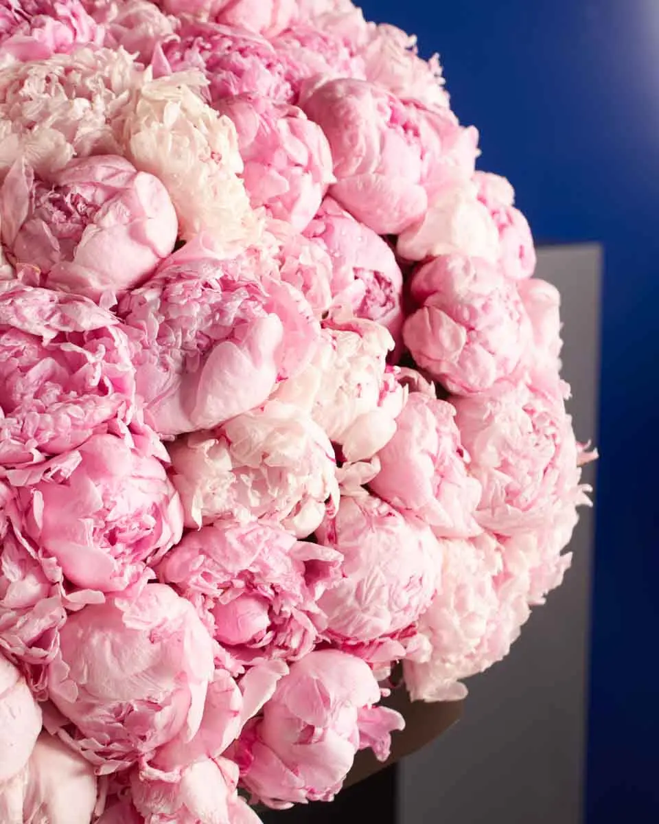 101 PEONIES one size 1 101 PEONIES one size 1