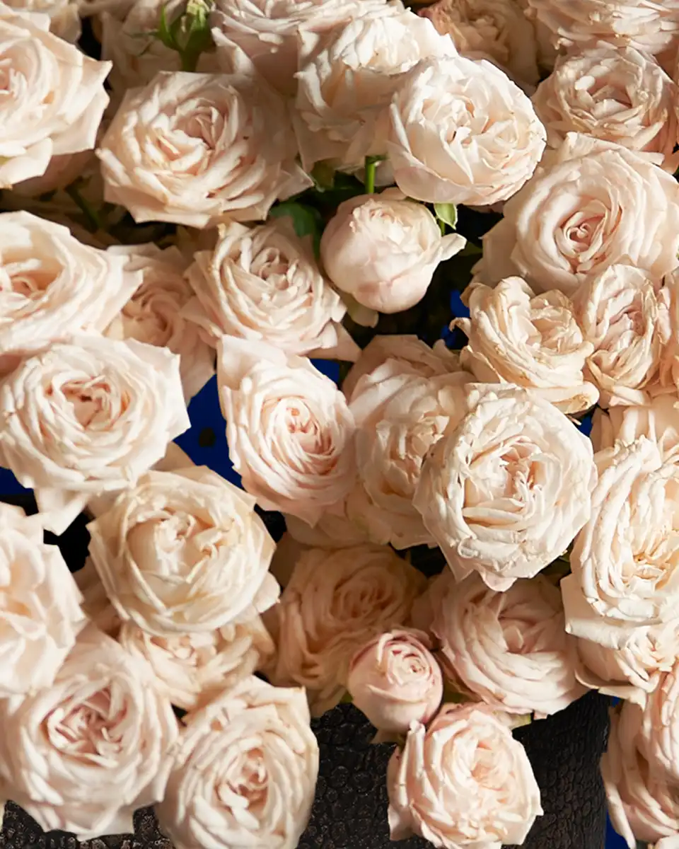 BOMBASTIC MANIA 3 2025 BOMBASTIC MANIA 3 2025