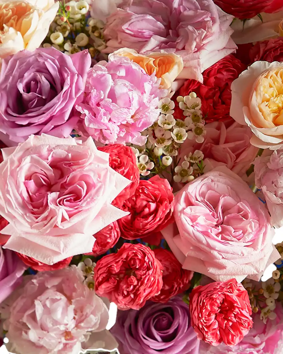 Beauty Queen Edtied3 Beauty Queen Edtied3