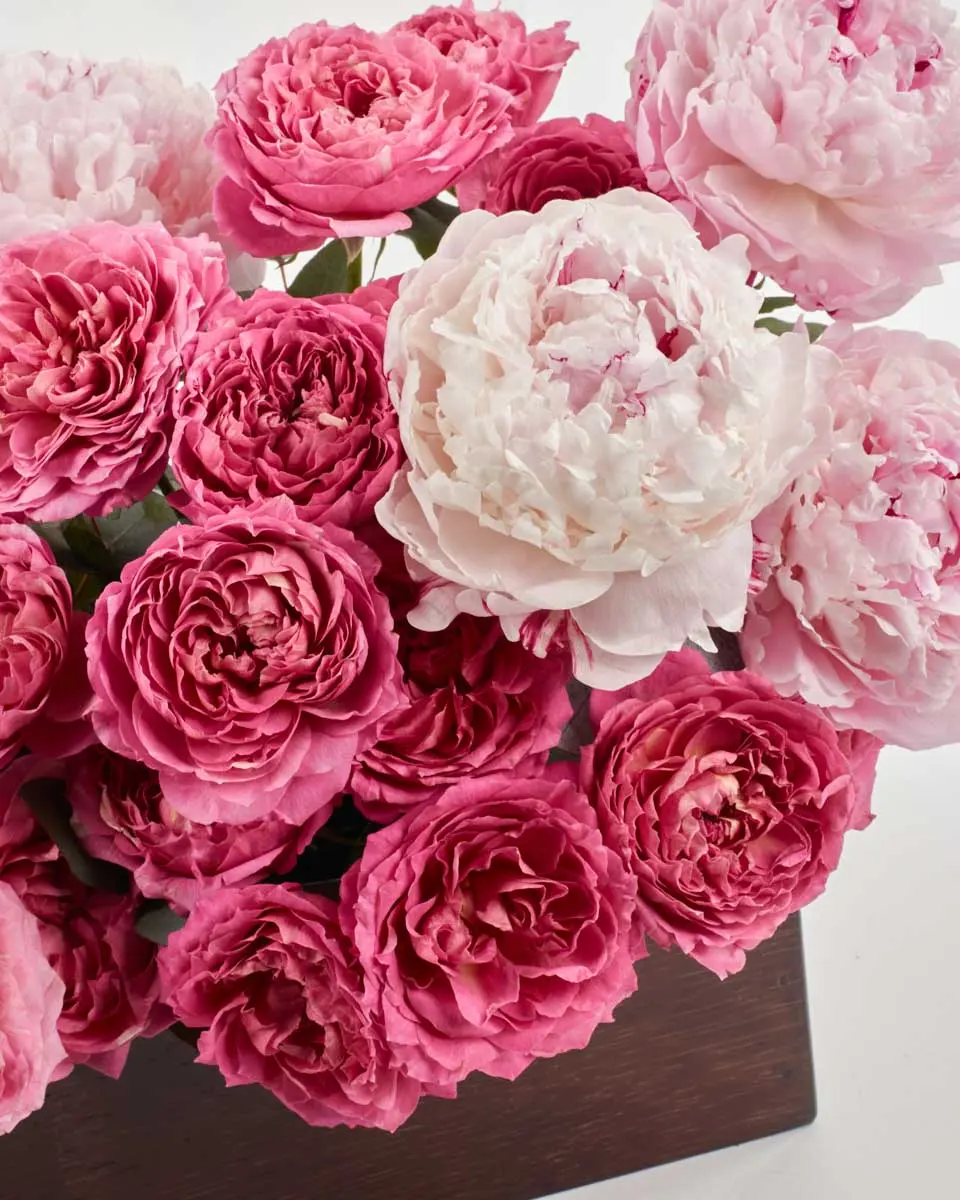 Blessings of Beauty Chocolate 3IMG 2907 Blessings of Beauty Chocolate 3IMG 2907