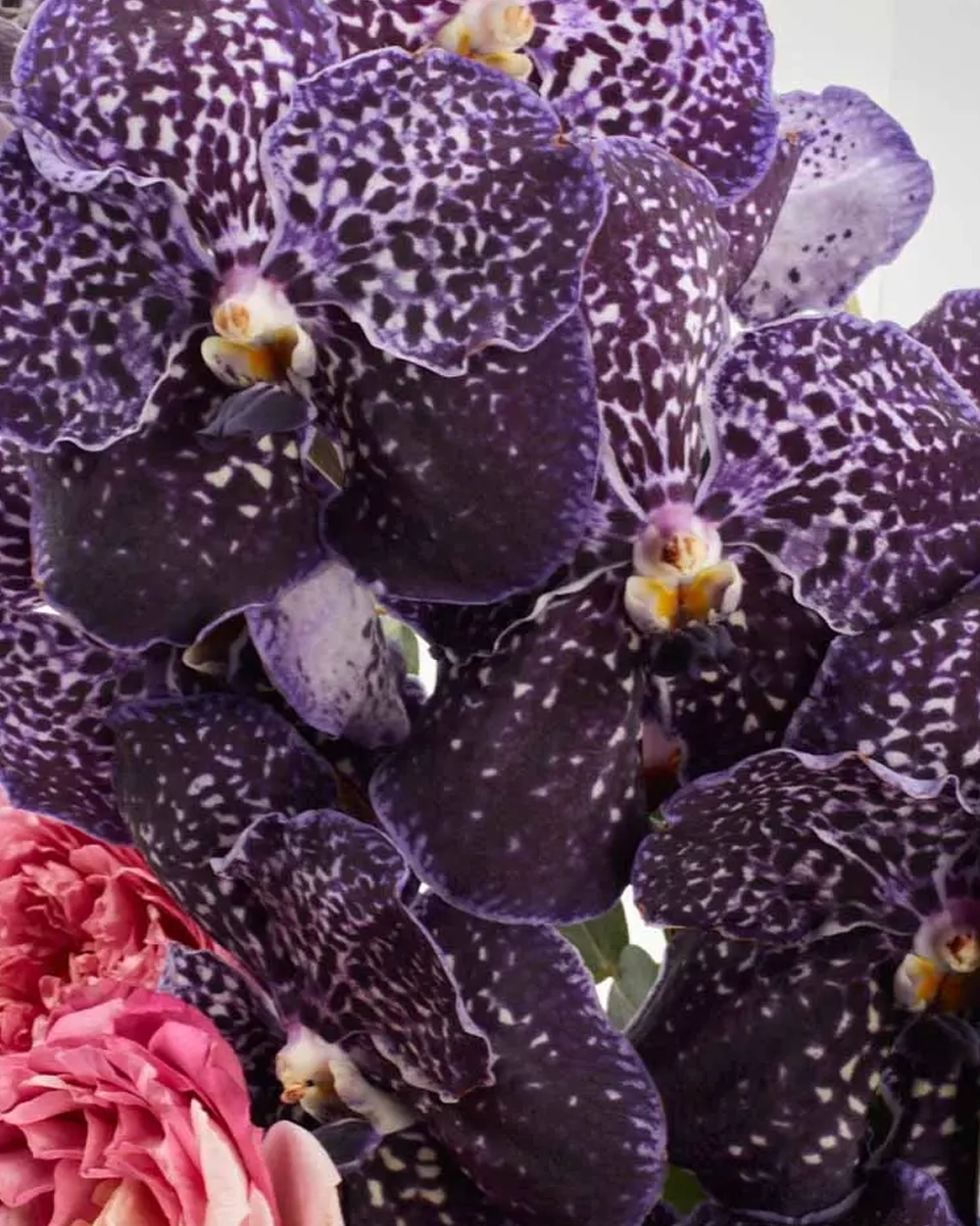 Blessings of Beauty Chocolate Video Blessings of Beauty Chocolate Video