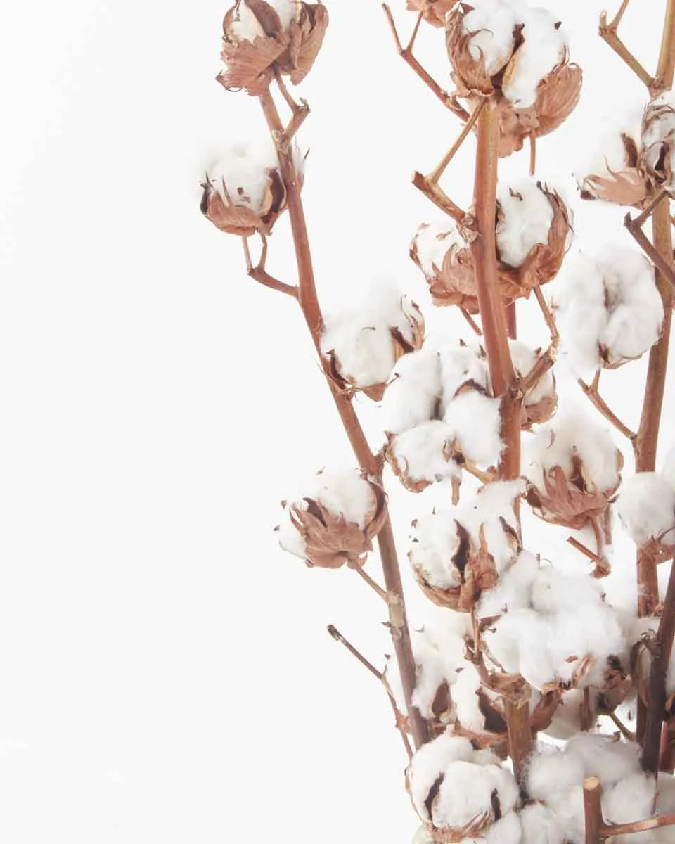 Cotton Craze JUNE 20 2023 3 Cotton Craze JUNE 20 2023 3