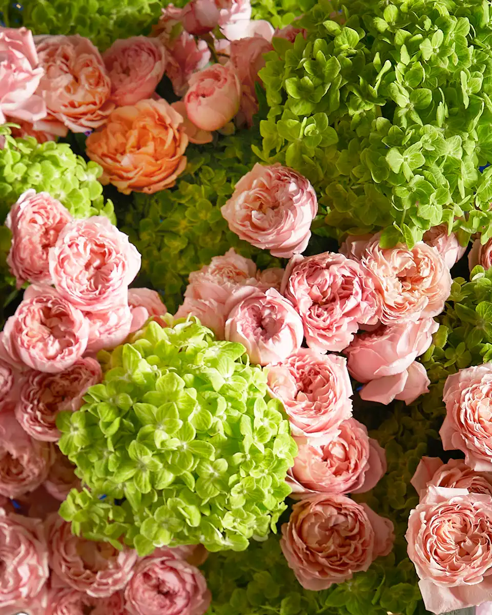 Elegant Bloosom 3 Nov 2025 3 Elegant Bloosom 3 Nov 2025 3