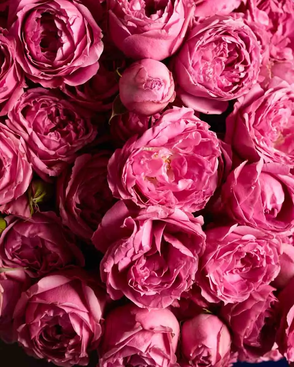 GORGEOUS BUNCH 3 GORGEOUS BUNCH 3