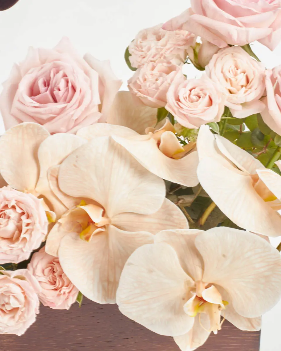 Gift of RenewalIMG 2885 Gift of RenewalIMG 2885