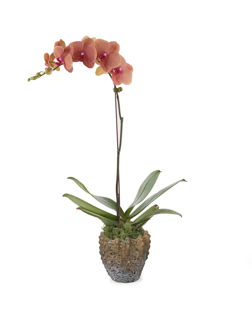 Golden Beauty Mar 2025 Golden Beauty Mar 2025