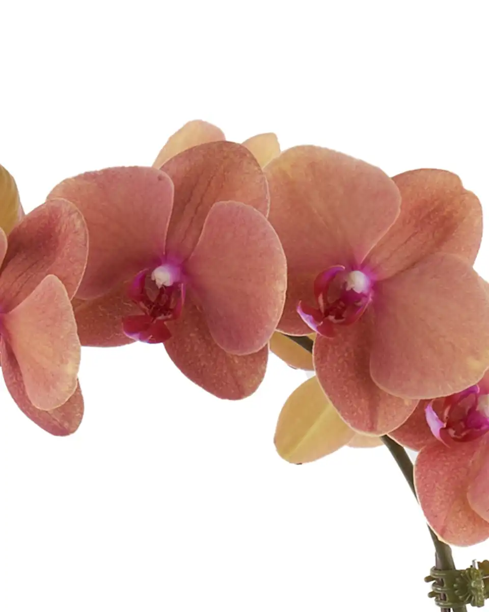 Golden Beauty Mar 2025 2 Golden Beauty Mar 2025 2