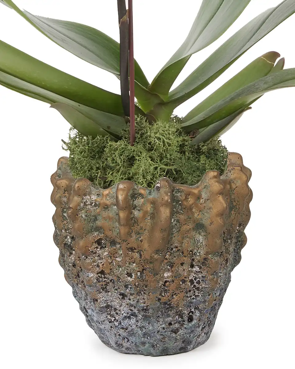 Golden Beauty Mar 2025 3 Golden Beauty Mar 2025 3