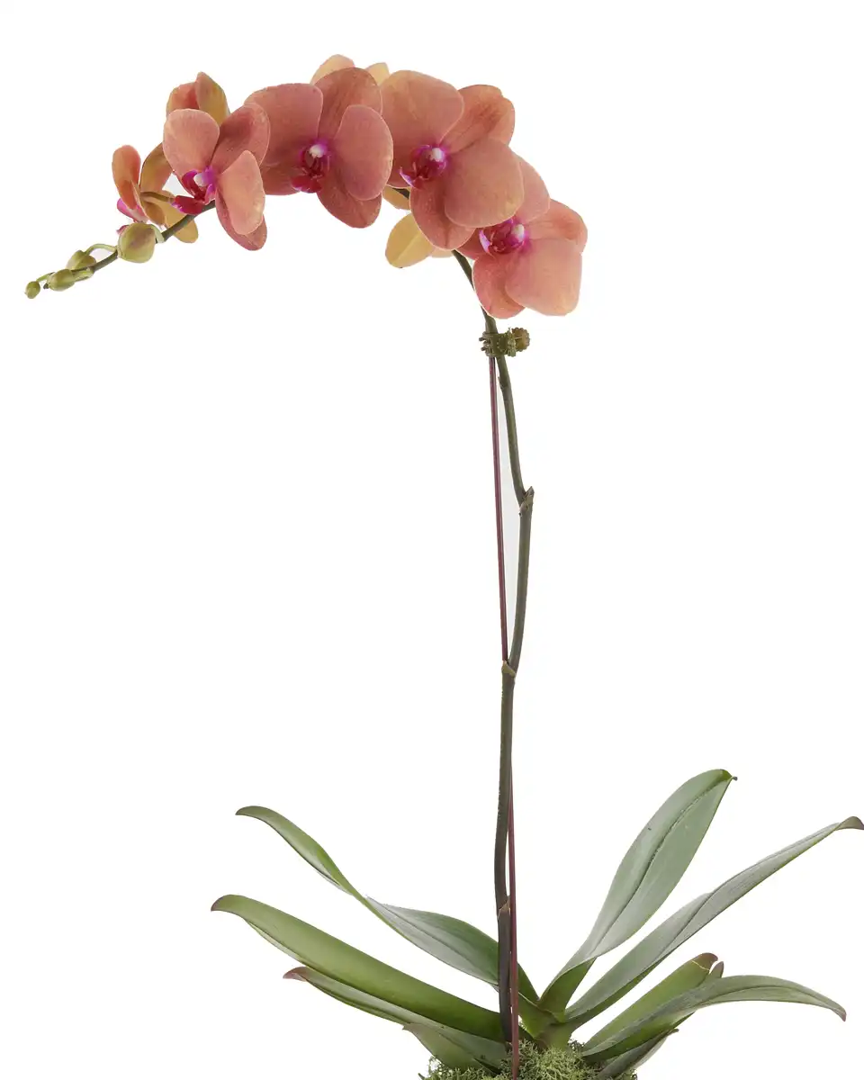 Golden Beauty Mar 2025 5 Golden Beauty Mar 2025 5