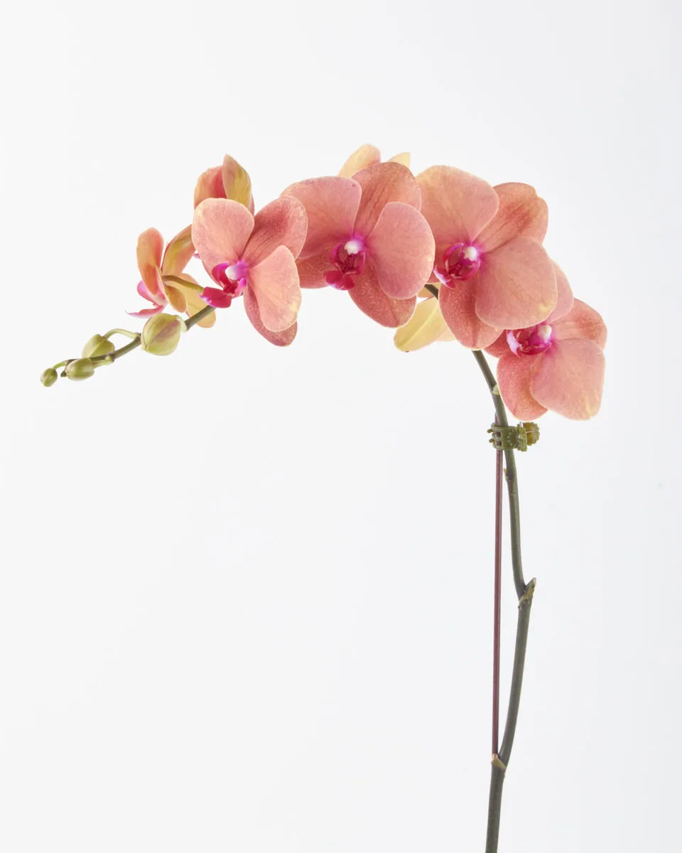 Golden Beauty JUNE 16 2023 Golden Beauty JUNE 16 2023