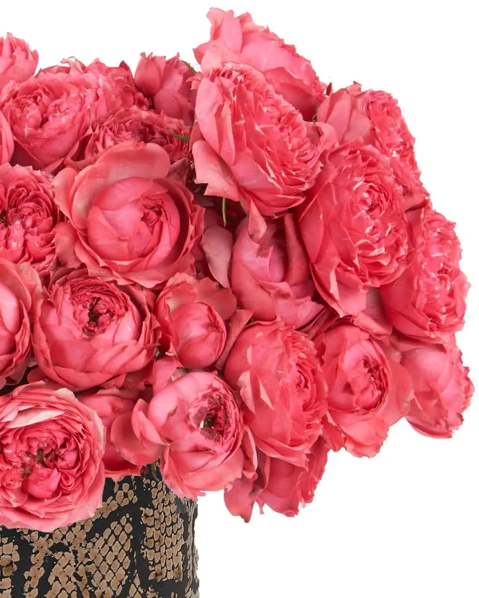 Hello Raspberry Feb 21, 2025 Details Hello Raspberry Feb 21, 2025 Details