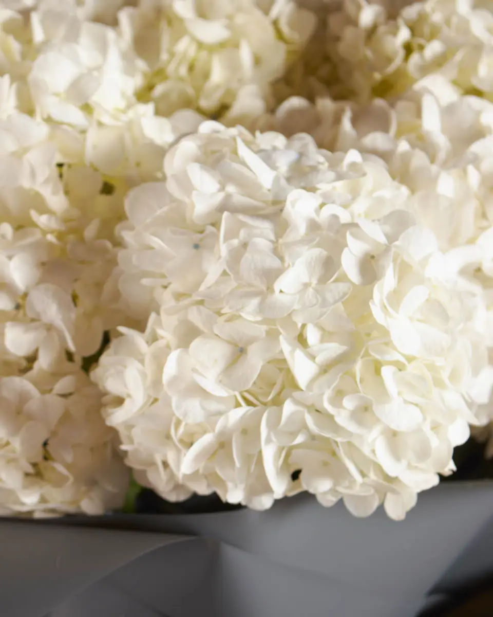 IVORY DREAMS impressive 3 IVORY DREAMS impressive 3