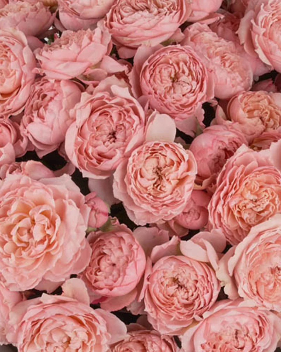 JULIETA HAND TIED Superb 2025 JULIETA HAND TIED Superb 2025