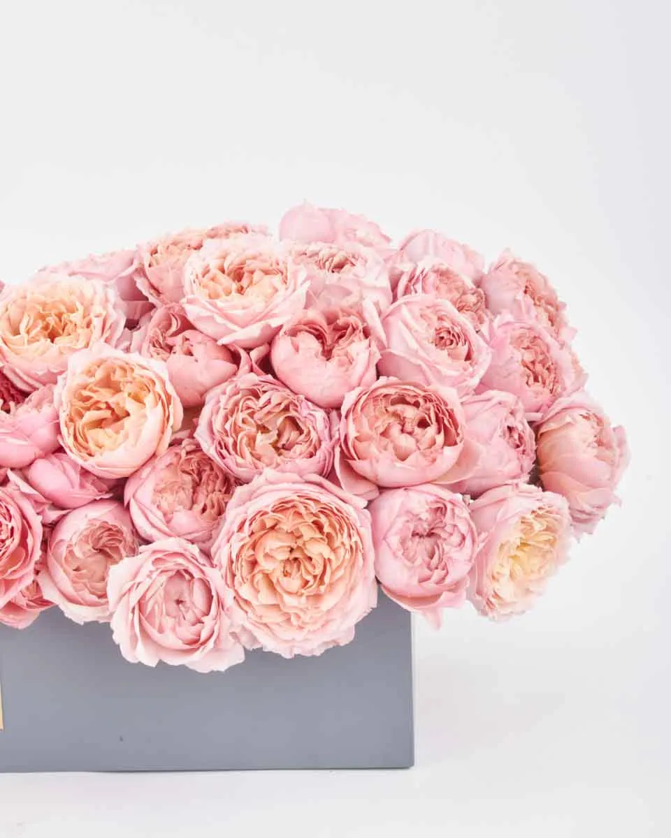 Julieta Salmon Blooms medium final JUNE 23 2023 Julieta Salmon Blooms medium final JUNE 23 2023