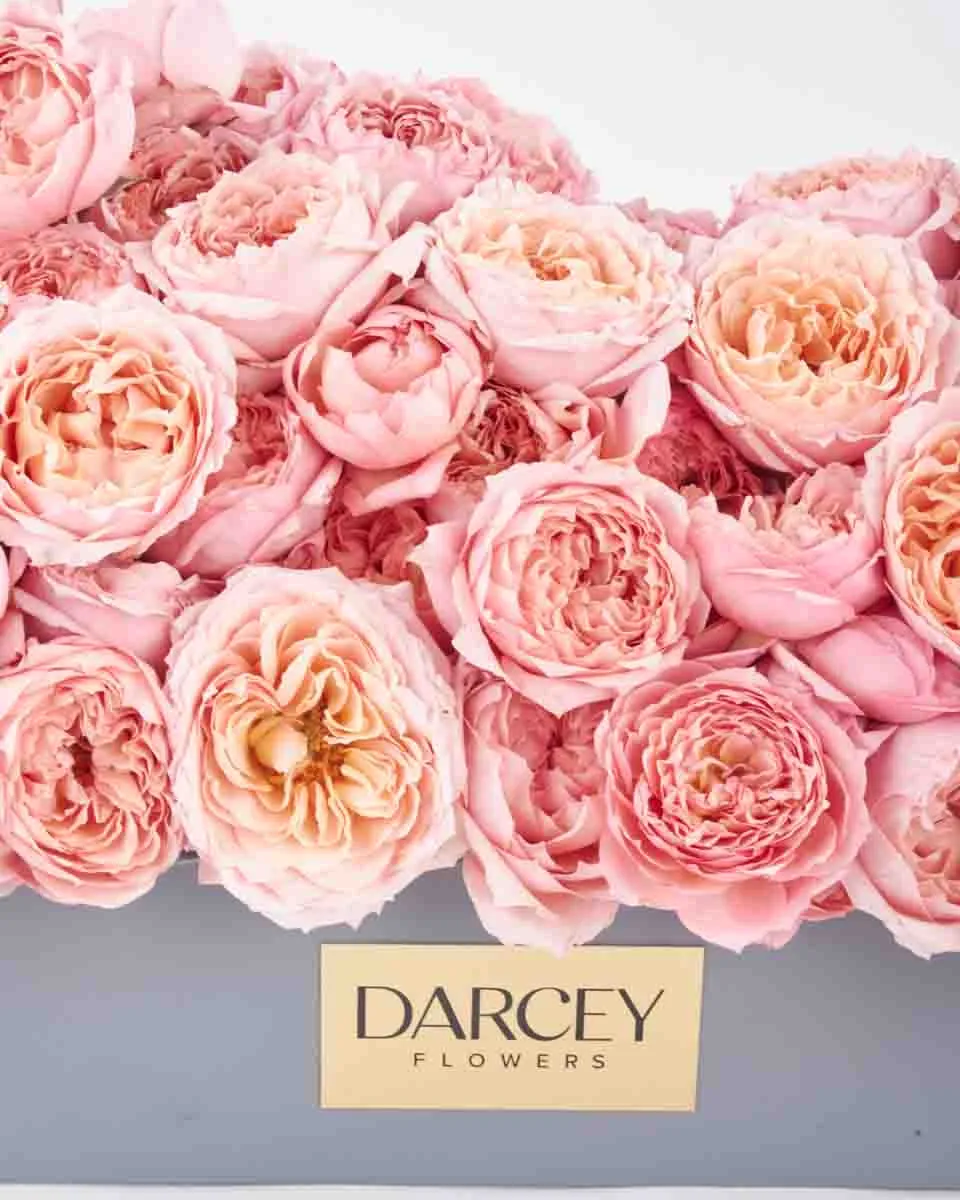 Julieta Salmon Blooms medium final JUNE 23 2023 2 Julieta Salmon Blooms medium final JUNE 23 2023 2