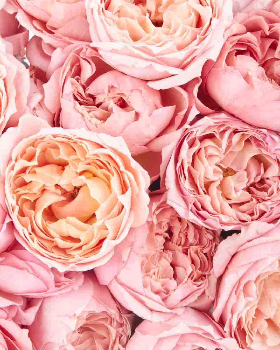 Julieta Salmon Blooms medium final JUNE 23 2023 3 2 Julieta Salmon Blooms medium final JUNE 23 2023 3 2