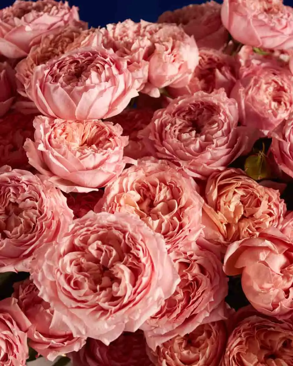 LE JULIETTE 1 LE JULIETTE 1