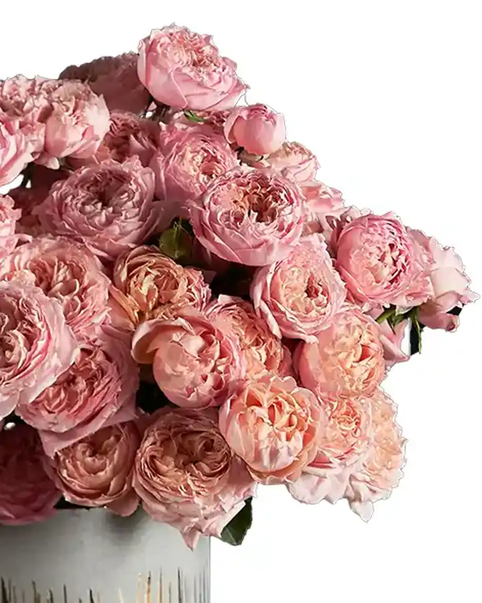 LE JULIETTE Edited 2025 2 LE JULIETTE Edited 2025 2