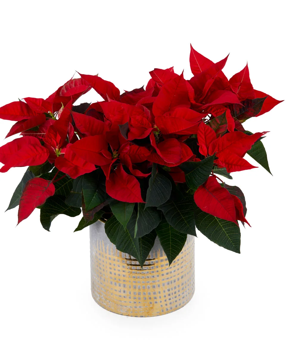 Last ChristmasNEW PRODUCT8 NEW VASE ARRANGEMENT FRONT Last ChristmasNEW PRODUCT8 NEW VASE ARRANGEMENT FRONT
