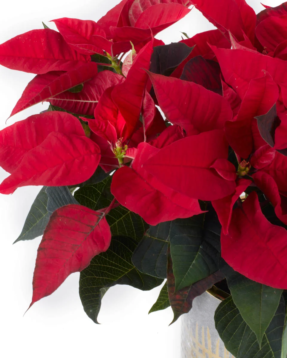 Last ChristmasNEW PRODUCT8 VASE CLOSEUP DETAILSPEONY RED WITHOUT WRAPPING 10NEW PRODUCT8 VASE CLOSEUP DETAILS Last ChristmasNEW PRODUCT8 VASE CLOSEUP DETAILSPEONY RED WITHOUT WRAPPING 10NEW PRODUCT8 VASE CLOSEUP DETAILS