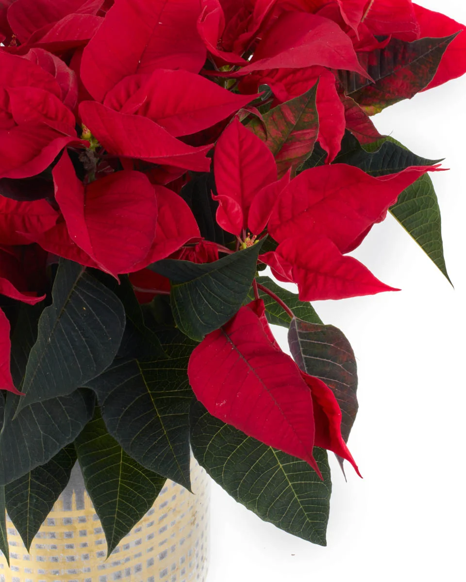 Last ChristmasNEW PRODUCT8 VASE CLOSEUP DETAILSPEONY RED WITHOUT WRAPPING 11NEW PRODUCT8 VASE CLOSEUP DETAILS Last ChristmasNEW PRODUCT8 VASE CLOSEUP DETAILSPEONY RED WITHOUT WRAPPING 11NEW PRODUCT8 VASE CLOSEUP DETAILS